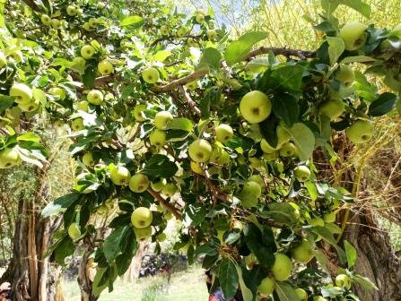 apple trees