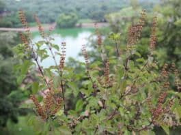 holy basil plant