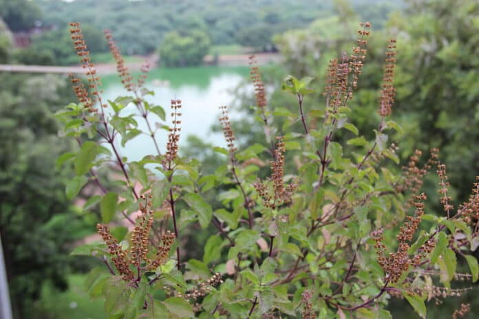 holy basil plant