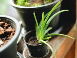 aloe vera plant