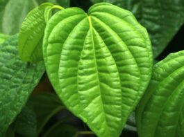 betel leaves