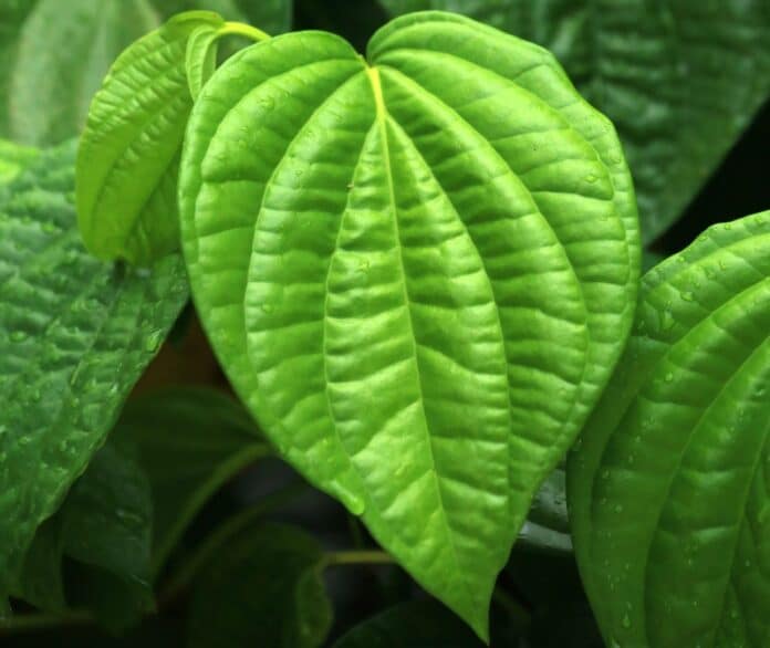 betel leaves