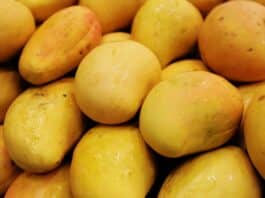 mangoes