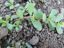 purslane leaves