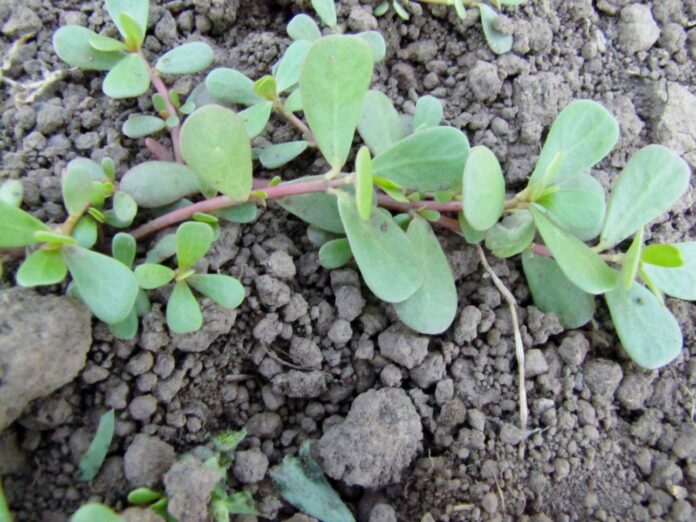 purslane leaves