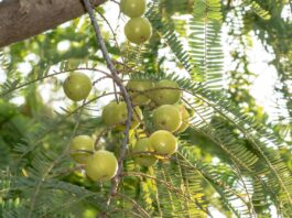 little indian gooseberry