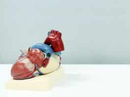 a model of a human heart on a white surface