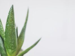 aloe vera plant