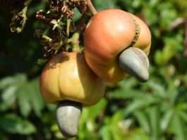 cashew, nature, nut