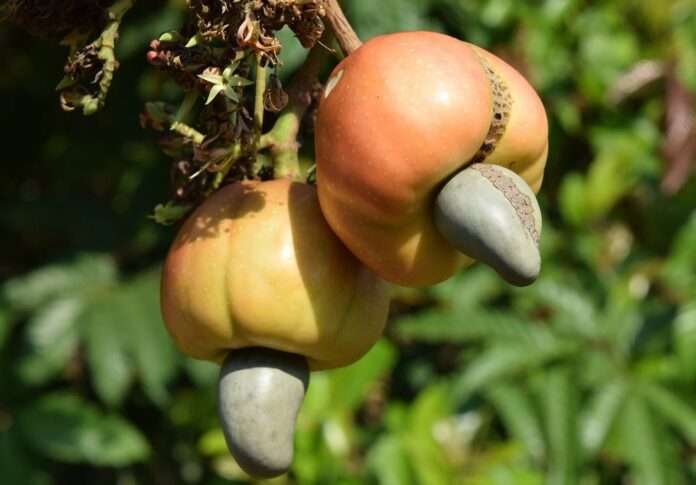 cashew, nature, nut