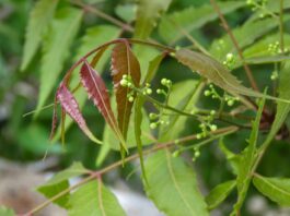 green shades in nature, neem tree, neem