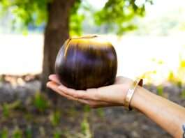 a hand holding an onion in front of a tree