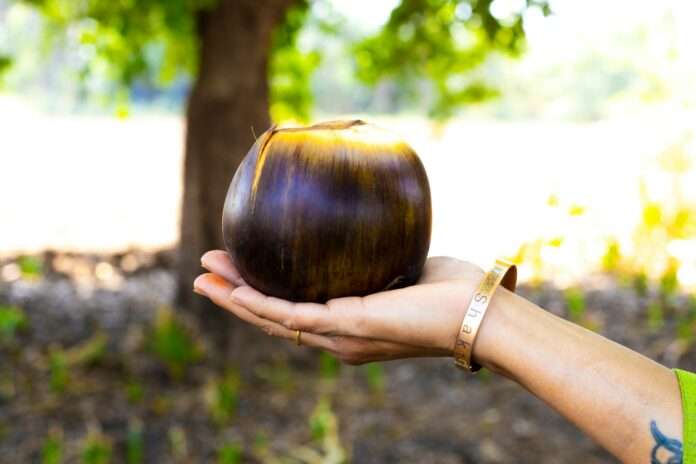a hand holding an onion in front of a tree