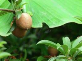 round brown fruit