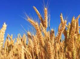 barley field