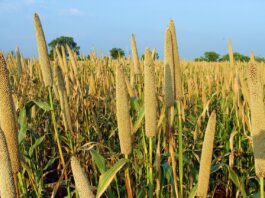 pearl millet, pennisetum glaucum, bajra, crop, spike, cereal, agriculture, farming, field, cultivation, lingsugur, raichur, karnataka, india, pearl millet, pearl millet, pearl millet, pearl millet, pearl millet, bajra, bajra, bajra