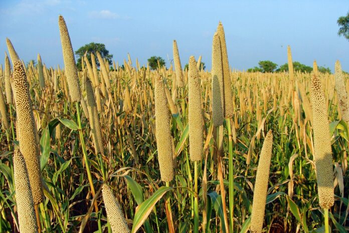 pearl millet, pennisetum glaucum, bajra, crop, spike, cereal, agriculture, farming, field, cultivation, lingsugur, raichur, karnataka, india, pearl millet, pearl millet, pearl millet, pearl millet, pearl millet, bajra, bajra, bajra