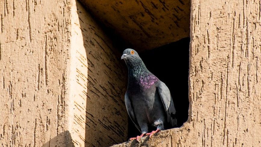 పావురాల బెడదకు శాశ్వత పరిష్కారం: అపార్ట్‌మెంట్‌లో పిజియన్స్ సమస్యను ఇలా నివారించండి